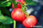 李番茄最新爆料,揭秘娱乐圈惊人内幕