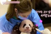 潮汕双儿熊猫爆料视频,揭秘幕后故事与趣味瞬间